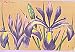 Narrow Blue Flag (iris Prismatica)