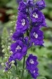 41G5hvTCmzL. SL160  Delphinium Plants