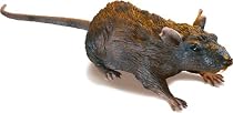 Uncle Milton Radio Control Rat
