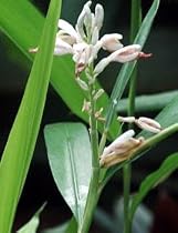Malabar Cardamom Ginger 10 Seeds