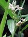 Malabar Cardamom Ginger 10 Seeds