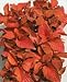 Wizard Sun Sunset Coleus Seeds - Solenostemon scutellarioides - 0.03 Grams - Approx 30 Gardening Seeds - Flower Garden Seed