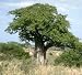 Affenbrotbaum - Adansonia Digitata 5K