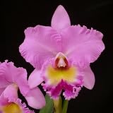 Bc Donna Kimura 'Paradise Tami' AM/AOS x Bc Phil Andrews 'Mendenhall' HCC/AOS