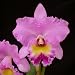 Bc Donna Kimura 'Paradise Tami' AM/AOS x Bc Phil Andrews 'Mendenhall' HCC/AOS