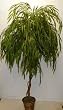 6' Weeping Willow Tree