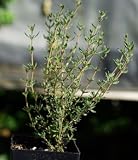 Thyme Seeds English Certified Organic
