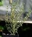 Thyme Seeds English Certified Organic