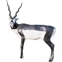 McKenzie� Exotic Series� Black Buck Target