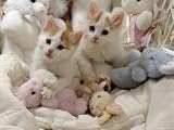 Domestic Cat, Two Turkish Van Kittens with Soft Toys in Crib Photographic Poster Print by Jane Burton, 16x12