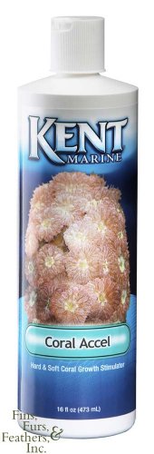 Kent Marine Coral Accel 16 oz.