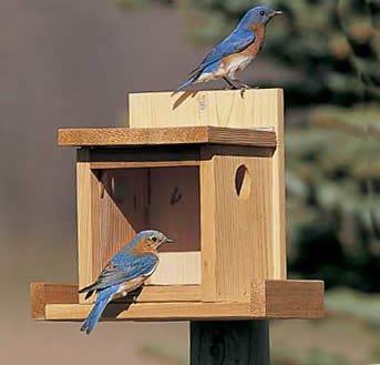 Duncraft Bluebird Post Feeder