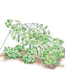 cucumbers trellis:Wire Cucumber Trellis