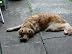 Buggy 