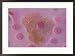 Animal Cell Mitochondria, Light Micrograph Framed Photographic Poster Print by Kent Wood, 29x21
