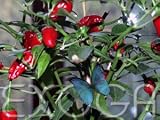 Eigenschaften Exoga  / Apache Capsicum annuum Chili Samen
