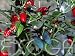 Apache Capsicum annuum Chili Samen