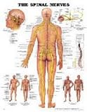 The The Spinal Nerves Anatomical Chart