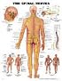 The The Spinal Nerves Anatomical Chart