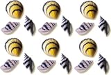Sea Shells Cake Decorations Edible Hard Sugar Decorations