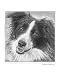Border Collie Animals Giclee Poster Print by Evelyn Morris Hecht, 16x20