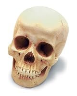 Human Female Skull W/Stand Antique Finish
