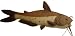 Channel Catfish Fish 10