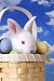 White Rabbit in Easter Basket with Decorated Eggs - 48
