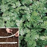 Herb Seeds - Cilantro Seed Tape