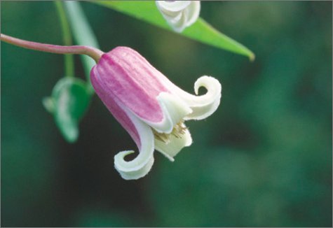 An Illustrated Encyclopedia of Clematis