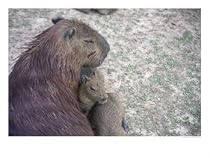 Capybara Mother Protects Her Young, Amazon, Peru Subject Photographic Poster Print by Jeff Randall, 16x12
