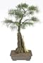 Brussel's Bald Cypress Specimen Bonsai