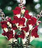 Snapdragon Seeds - Snapdragon Night and Day