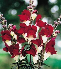 Snapdragon Seeds - Snapdragon Night and Day