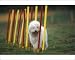 Photographic Prints of Dog training / Agility from Ardea Wildlife Pets