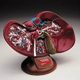 Liver and Gallbladder Model; Oversize; 28 Numbered Parts w/ Key; 13L x 11W x 6H in.