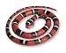 Search : Small Honduran Milk Snake