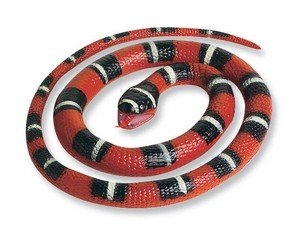 Childrens Toyshop  Toys : Small Honduran Milk Snake