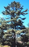 Pinus strobus: Eastern White Pine Seeds