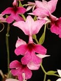 Calanthe Rozel 'Mendenhall Pink x Calanthe Rozel 'Newberry'