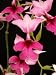 Calanthe Rozel 'Mendenhall Pink x Calanthe Rozel 'Newberry' LIMIT ONE