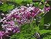 Japanischer Losbaums - Clerodendrum trichotomum 5K