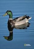 National Geographic by New Creative - Mallard Duck  Garden Impressions Flag
