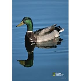 National Geographic by New Creative - Mallard Duck  Garden Impressions Flag