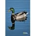 National Geographic by New Creative - Mallard Duck  Garden Impressions Flag