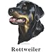 Rottweiler Cordial - Shot Glass