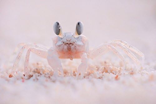 Animal Photography - 'Oh Hai There!' - Macro Crab Nature and Landscape Fine Art Photographic Print by Sophie Takes Photos