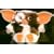 Gremlins Gizmo Plush Doll