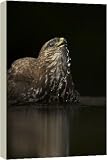 Box Canvas Print of Common Buzzard - Bathing in forest pool from Ardea