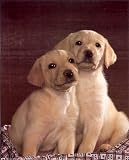 Animal Labrador Golden Puppy Dog Cute Art Poster Print - 16 X 20